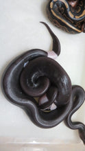 Load image into Gallery viewer, Panda Pied Ball Python
