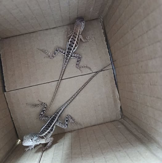 Three Eyed Lizards Rehome (2)
