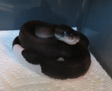 Load image into Gallery viewer, Panda Pied Ball Python

