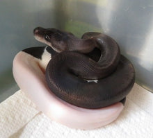Load image into Gallery viewer, Panda Pied Ball Python
