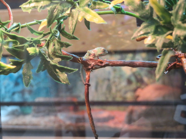 Veiled Chameleon babies Het Pied