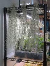 Load image into Gallery viewer, Spanish Moss (Air Plant)
