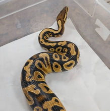 Load image into Gallery viewer, Ball Python Rehome F1
