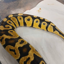 Load image into Gallery viewer, Ball Python Rehome F1
