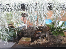 Load image into Gallery viewer, Spanish Moss (Air Plant)
