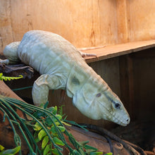 Load image into Gallery viewer, Anery Tegu
