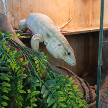 Load image into Gallery viewer, Anery Tegu
