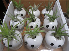 Load image into Gallery viewer, Tillandsia (Air Plant)
