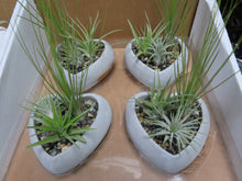 Load image into Gallery viewer, Tillandsia (Air Plant)

