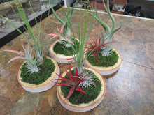 Load image into Gallery viewer, Tillandsia (Air Plant)
