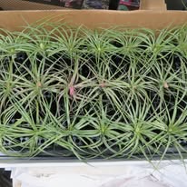 Load image into Gallery viewer, Tillandsia (Air Plant)
