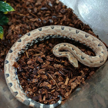 Load image into Gallery viewer, Solomon Island Boa
