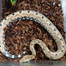 Load image into Gallery viewer, Solomon Island Boa
