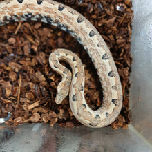 Load image into Gallery viewer, Solomon Island Boa
