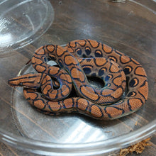 Load image into Gallery viewer, Brazilian Rainbow Boa
