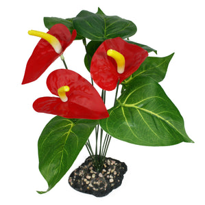 Komodo Anthurium Bush