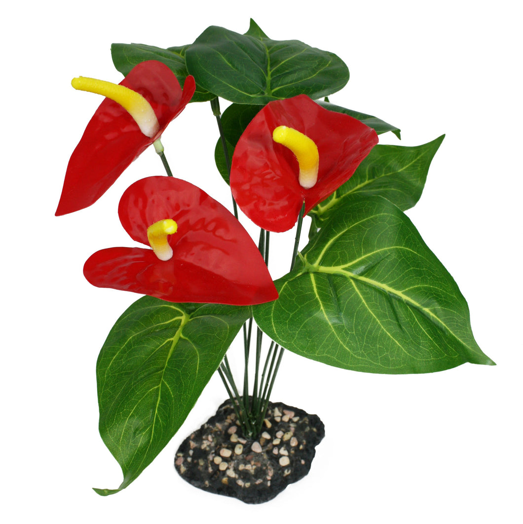 Komodo Anthurium Bush