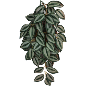 Komodo Zebrina Plant