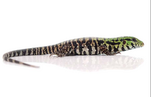 Load image into Gallery viewer, Argentine Black &amp; White Tegu Baby
