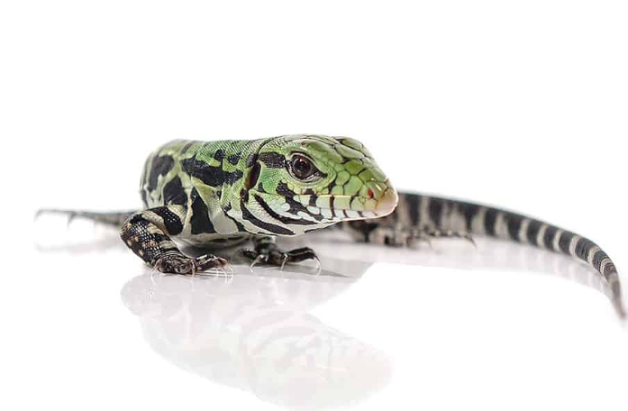 Argentine Black & White Tegu Baby