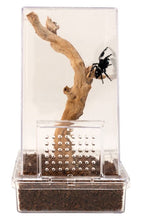 Load image into Gallery viewer, Jumping Spider Kit
