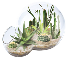 Load image into Gallery viewer, Desert Escape Growarium Plant Kit
