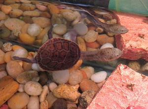 Snake Neck Turtle