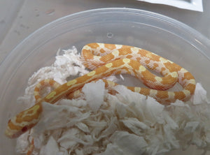 Butter Corn