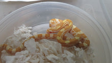 Load image into Gallery viewer, Butter Corn
