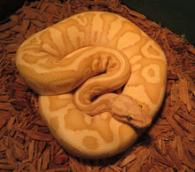 Load image into Gallery viewer, Alpenliebe Ball Python Adult
