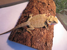 Load image into Gallery viewer, Grumpy Bearded Dragon baby Rehome
