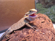 Load image into Gallery viewer, Grumpy Bearded Dragon baby Rehome
