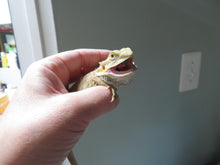 Load image into Gallery viewer, Grumpy Bearded Dragon baby Rehome
