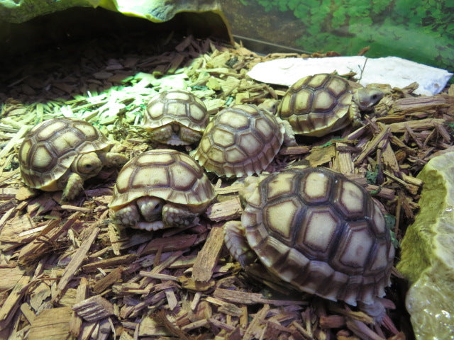 Sulcata Tortoise baby