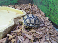 Load image into Gallery viewer, Leopard Tortoise Baby
