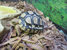 Load image into Gallery viewer, Leopard Tortoise Baby
