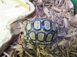 Leopard Tortoise Baby