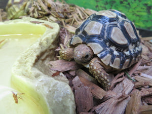 Leopard Tortoise Baby