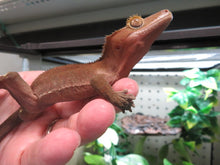 Load image into Gallery viewer, Juvenile Male Red Crested Gecko

