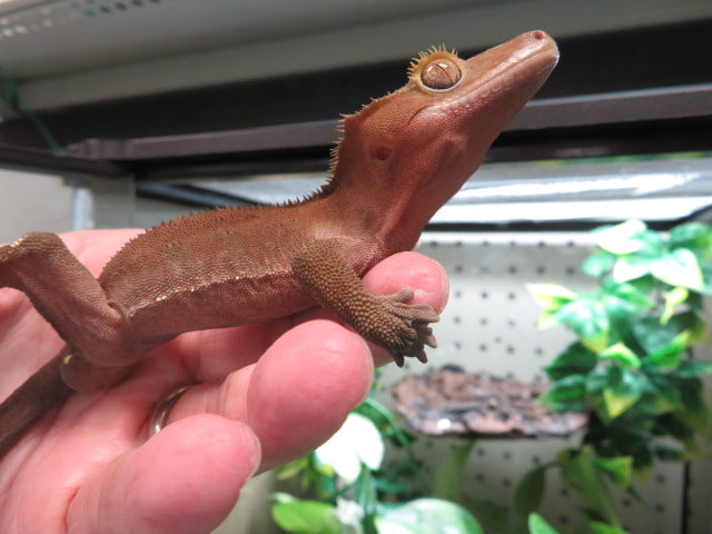 Juvenile Male Red Crested Gecko