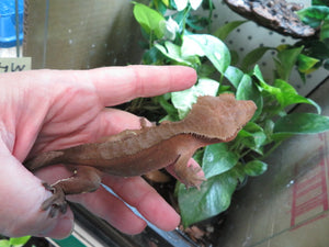 Juvenile Male Red Crested Gecko