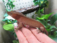 Load image into Gallery viewer, Juvenile Male Red Crested Gecko
