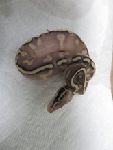 Load image into Gallery viewer, GHI Mojave Yellow Belly Pastel Ball Pythons
