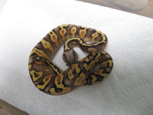 Load image into Gallery viewer, Super Pastel GHI Yellow Belly Spark Ball Pythons

