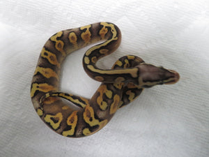 Super Pastel GHI Yellow Belly Spark Ball Pythons