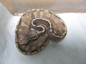 GHI Mojave Yellow Belly Pastel Ball Pythons