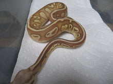 Load image into Gallery viewer, Super Leopard Lesser Banana Pastel Ball Python
