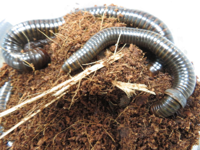 Jade Banded Millipede