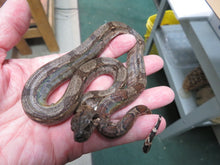 Load image into Gallery viewer, Central American Boa baby
