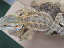 Load image into Gallery viewer, Fancy Bearded Dragon Juvenile
